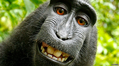 Conoce al dueño del “selfie” tomado por un mono